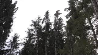 Strong Howling Wind Sound 2 Hours  Swaying Spruce Trees in The Wind [upl. by Pedaias]