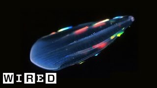 Absurd Creatures  Comb Jellies Are Ready to Rave [upl. by Arivle]