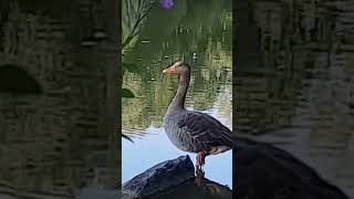 15 September 2024 Gans und Blumen 🥰 Goose and flowers [upl. by Nodroj]