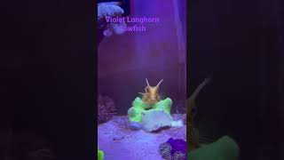 Beautiful Longhorn Cowfish 01242022 [upl. by Delaryd]