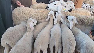 🇲🇦خيرات موجودة في سوق الأسبوعي حد لولاد عبدون نقدم لكم أتمنة نعجة 🐑26112023🇲🇦 [upl. by Aiset]