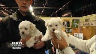 Le Mans  2ème Salon du chiot et du chaton [upl. by Embry]