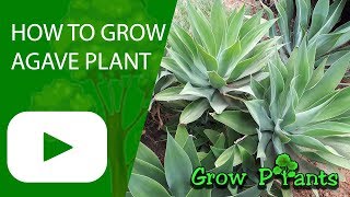 How to grow Agave plant [upl. by Burck]