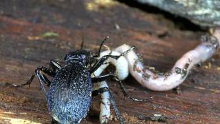 Carabus intricatus [upl. by Fern]