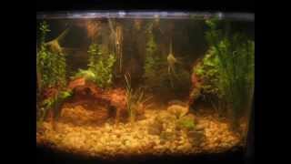 Day 1 to 30 Aquarium Plant Growth pictures [upl. by Ackerley]