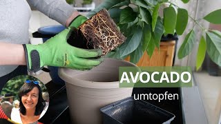 Avocado Pflanze umtopfen  Avocadobaum umtopfen  Avocado ziehen 11 Monate später [upl. by Gardia]