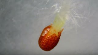 Time Lapse Microscopy of Tobacco Nicotiana tabacum Seed Germinating [upl. by Collar]