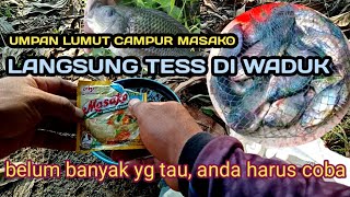 CAMPURAN LUMUT UMPAN MANCING IKAN NILAPAKAI MASAKO LANGSUNG TES DI WADUK [upl. by Yltsew556]