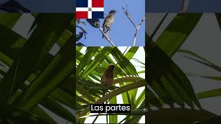 La Cigua Palmera 🕊️🕊️ave de republica dominicana [upl. by Willett]