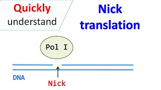 Nick translation [upl. by Gore]