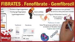 Pharmacology CVS 31 Antihyperlipidemic Drugs  3 Fibrates  Fenofibrate  Gemfibrozil [upl. by Lisandra]