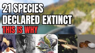 21 Species Were Declared Extinct [upl. by Eissed]