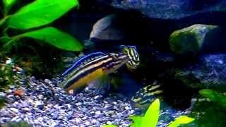 Julidochromis Marksmithi Tropical fish [upl. by Ayamahs734]