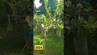 Multigraft Apple Tree Progress From 2023 to 2024 🍎🇯🇲 applefarming progress grafting [upl. by Fritze]