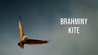 Brahminy Kite [upl. by Strenta910]