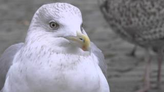 Argentatus Herring Gull Long Calling [upl. by Abekam]