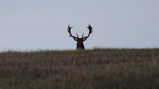 S5 E8 Bowhunt for Fallow Deer in New Zealand with Remi Warren of SOLO HNTR [upl. by Erlinna]