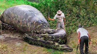 What They Found Inside This Snake Shocked The Whole World [upl. by Aneehsor]