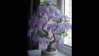 A beautiful wisteria bonsai tree from Incredible Nature to beautifully enhance your day and week😀 [upl. by Schreibman]