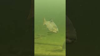 Big Landlocked Salmon in Schoodic Lake [upl. by Nnaylrebmik]