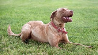 Chesapeake Bay Retrievers Working with Other Hunting Dogs [upl. by Elleron696]