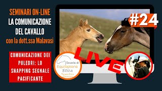 Equindi La comunicazione del cavallo 24 Snapping la pacificazione dei puledri [upl. by Aisauqal]