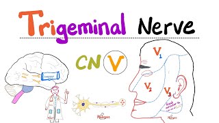 Trigeminal Nerve5th Cranial Nerve CN V — Ophthalmic V1 Maxillary V2 and Mandibular V3 [upl. by Kobi431]