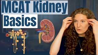 MCAT Biology Kidney Essentials [upl. by Aurea597]