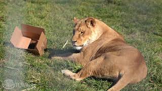 Mauri Lion Feels Great After Health Check Up at Turpentine Creek Wildlife Refuge [upl. by Conn358]