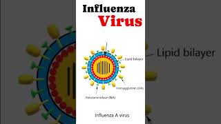 Structure of Influenza Virus virus [upl. by Wandy]