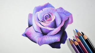 How to Draw A Lavender Rose  Step by step tutorial  Prismacolor pencils [upl. by Nama628]