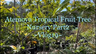 Dạo Thăm Vườn Atemoya Tropical Fruit Tree Nursery in Vista CA Phần 2 [upl. by Chandos]