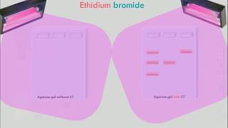 Agarose Gel Electrophoresis Animation [upl. by Slinkman]