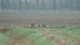 Rehe Nilgänse Fasane und Tauben am Morgen animals wildlife world wildrift nature reels [upl. by Nnylyma]