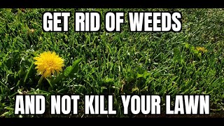 Killing dandelion using Q4 herbicide  Pasture project update [upl. by Nichole]