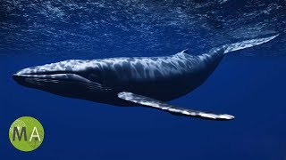 Underwater Whale Sounds  Full 60 Minute Ambient Soundscape [upl. by Odrareg982]