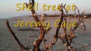 Shell Collecting at Edisto Beach with Perry Rush [upl. by Selene170]