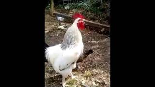 Le chant du coq Sussex [upl. by Anallise]