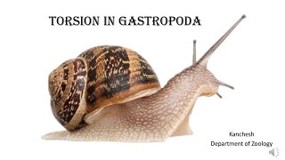 30Torsion in Gastropoda [upl. by Magdala259]