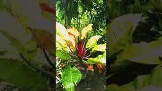 tri color plant plantita plants province [upl. by Dolora]