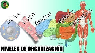 Niveles de organización interna de los seres vivos [upl. by Mullen468]