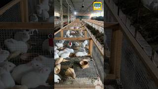 Guinea pig farm in China guineapig petcare shorts [upl. by Jasmin766]