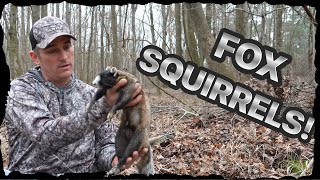 RARE SQUIRREL HUNT Catch Clean Cook [upl. by Eiuqram]