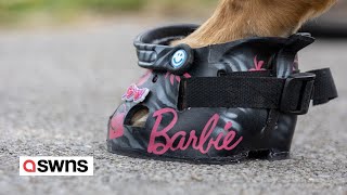 Shoe artist makes custom trainers and Crocs  for horses  SWNS [upl. by Geerts]