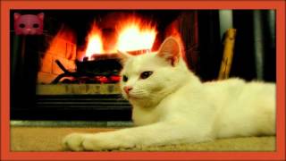 ❀ Sound Therapy  Cat Purring by the Fire [upl. by Viviyan]