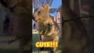 Rottnest Island  Australia  Quokkas australia perth quokkas shorts cute rottnestisland [upl. by Acinnod]