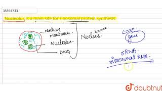 Nucleolus is a main site for ribosomal protein synthesis [upl. by Mellins]