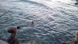 Jupiter FLShark FishingDude Jumps in water with shark Jupiter Inlet [upl. by Asaph]