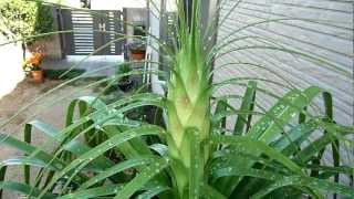 Beaucarnea recurvata blossoms 15 31 years old [upl. by Neidhardt]