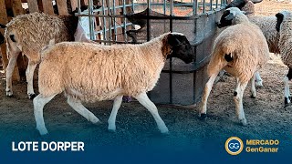 Lote de 6 borregas Dorper [upl. by Amby]